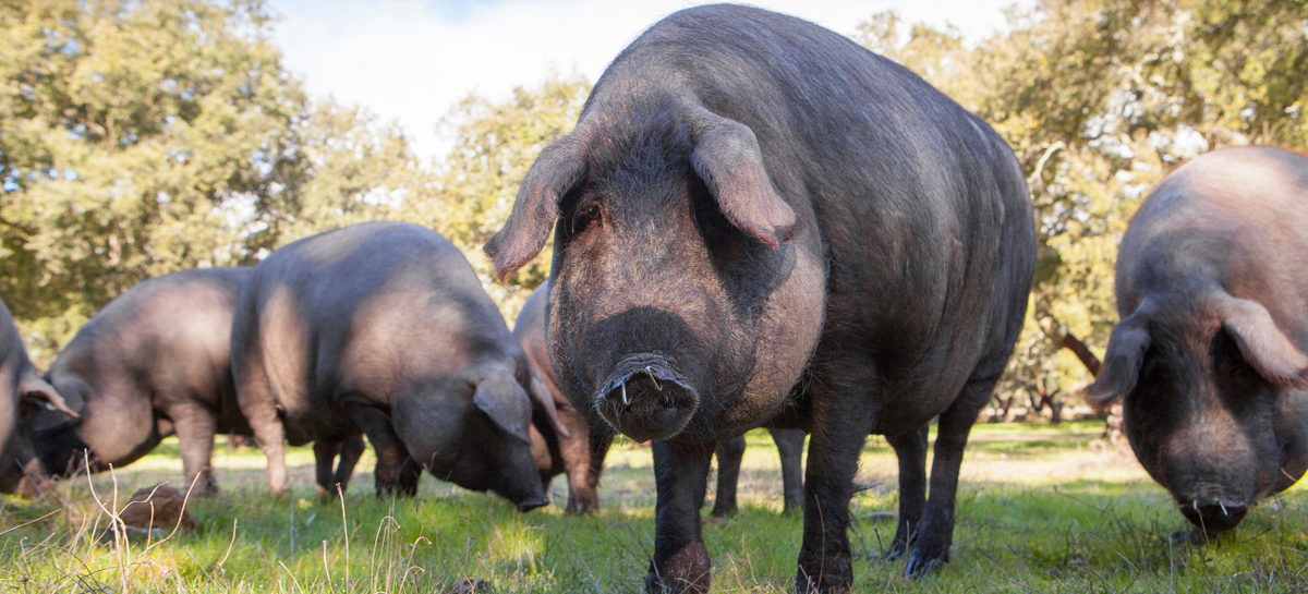 Mehrere Cerdo Ibérico Schweine auf einer Wiese